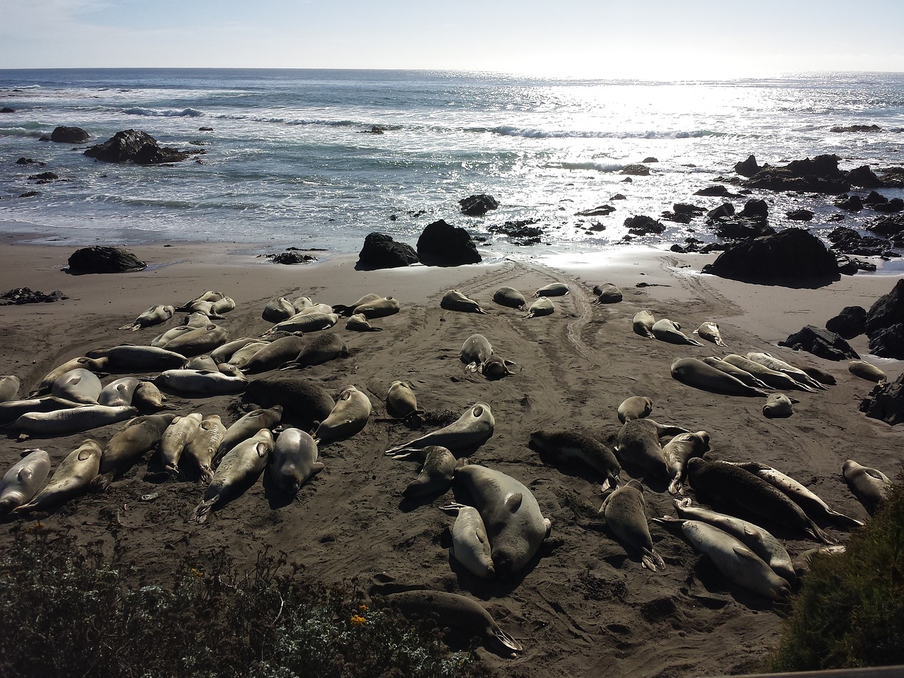 elephant seals seals wildlife free photo