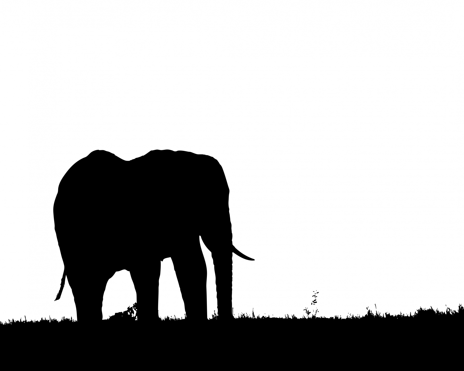 elephant silhouette black free photo