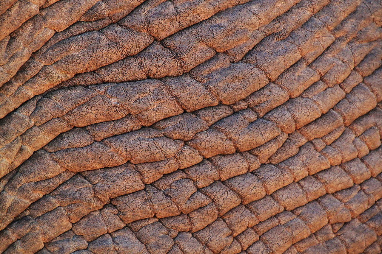 elephant skin elephant african bush elephant free photo