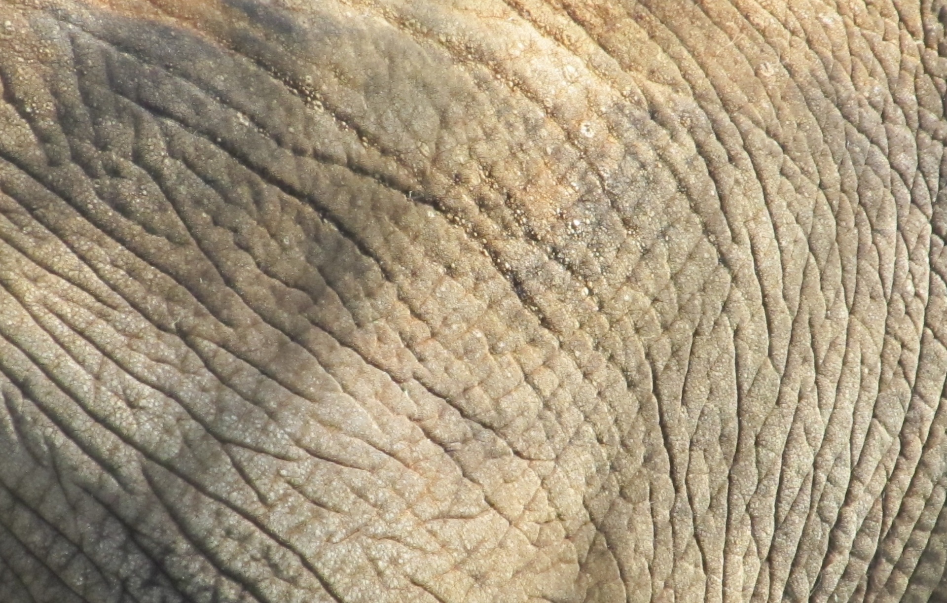 elephant skin animal structure free photo