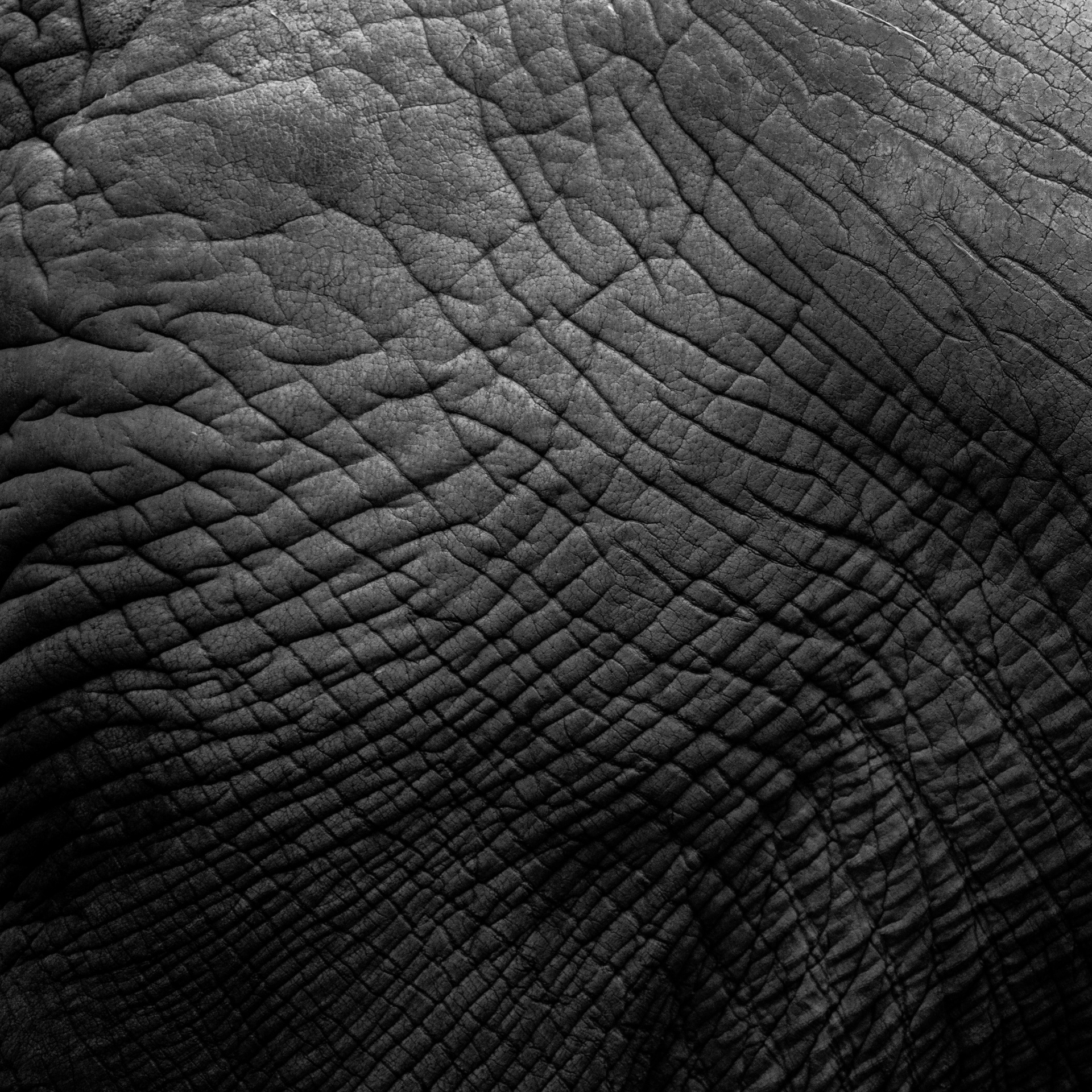 Download free photo of Abstract,animal,background,black,close up - from ...