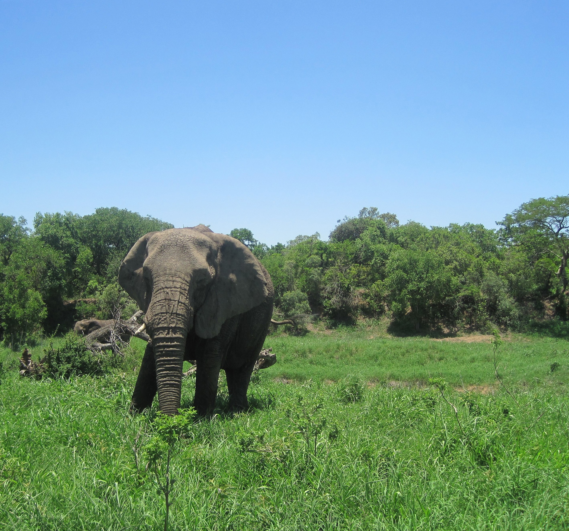 elephant african nature free photo