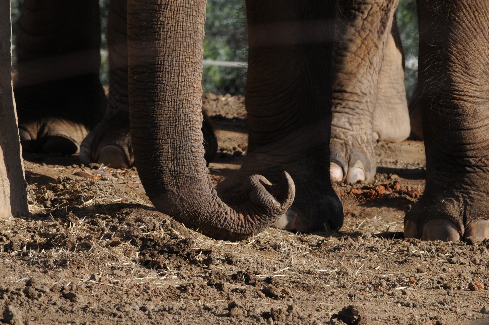 elephant trunk curled free photo