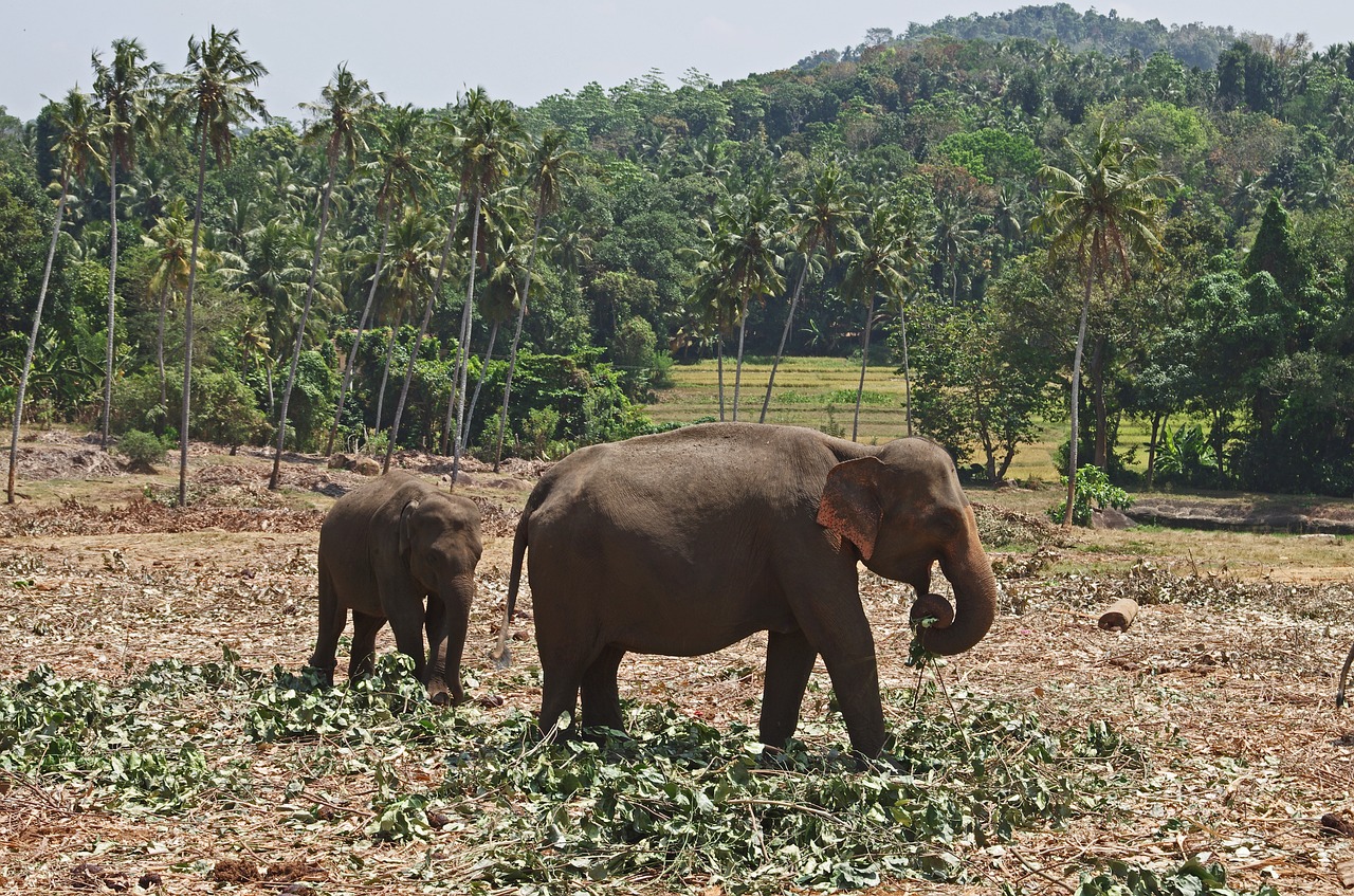 elephants jungle sri lanka free photo