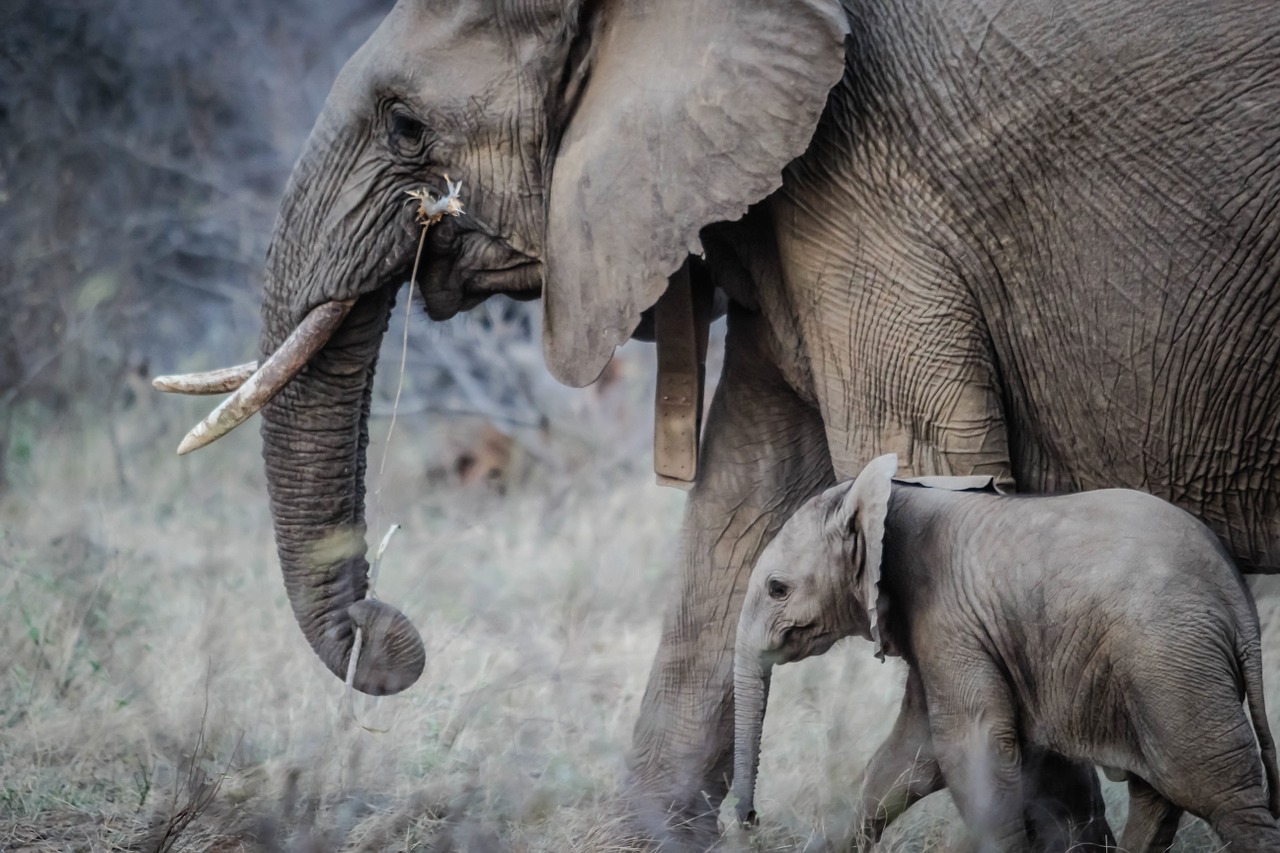 elephants baby animals mammal free photo