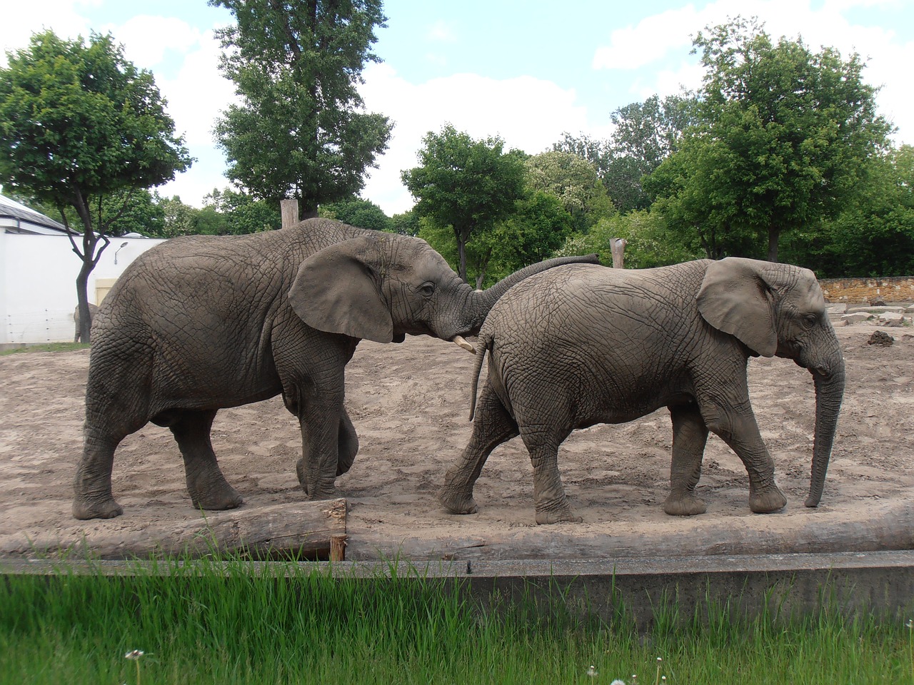 elephants zoo elephant free photo