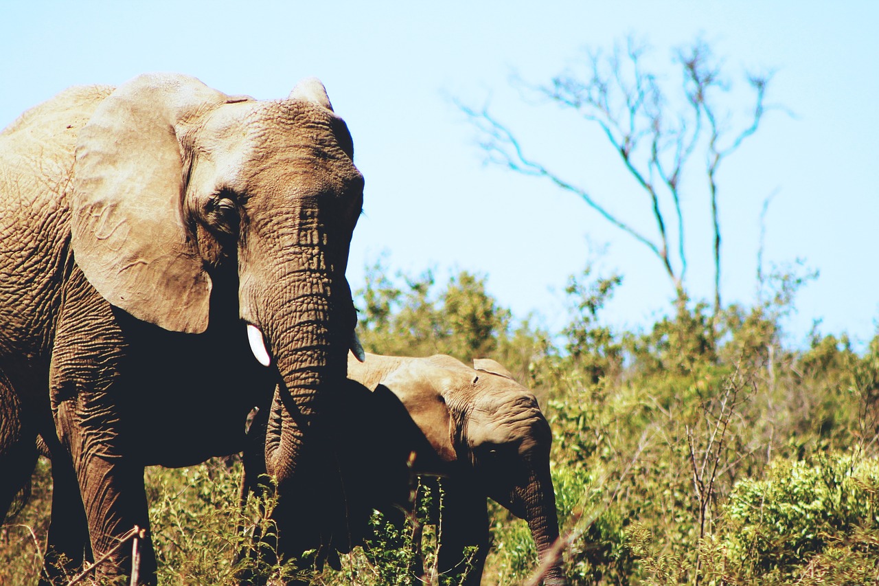 elephants wildlife animal free photo