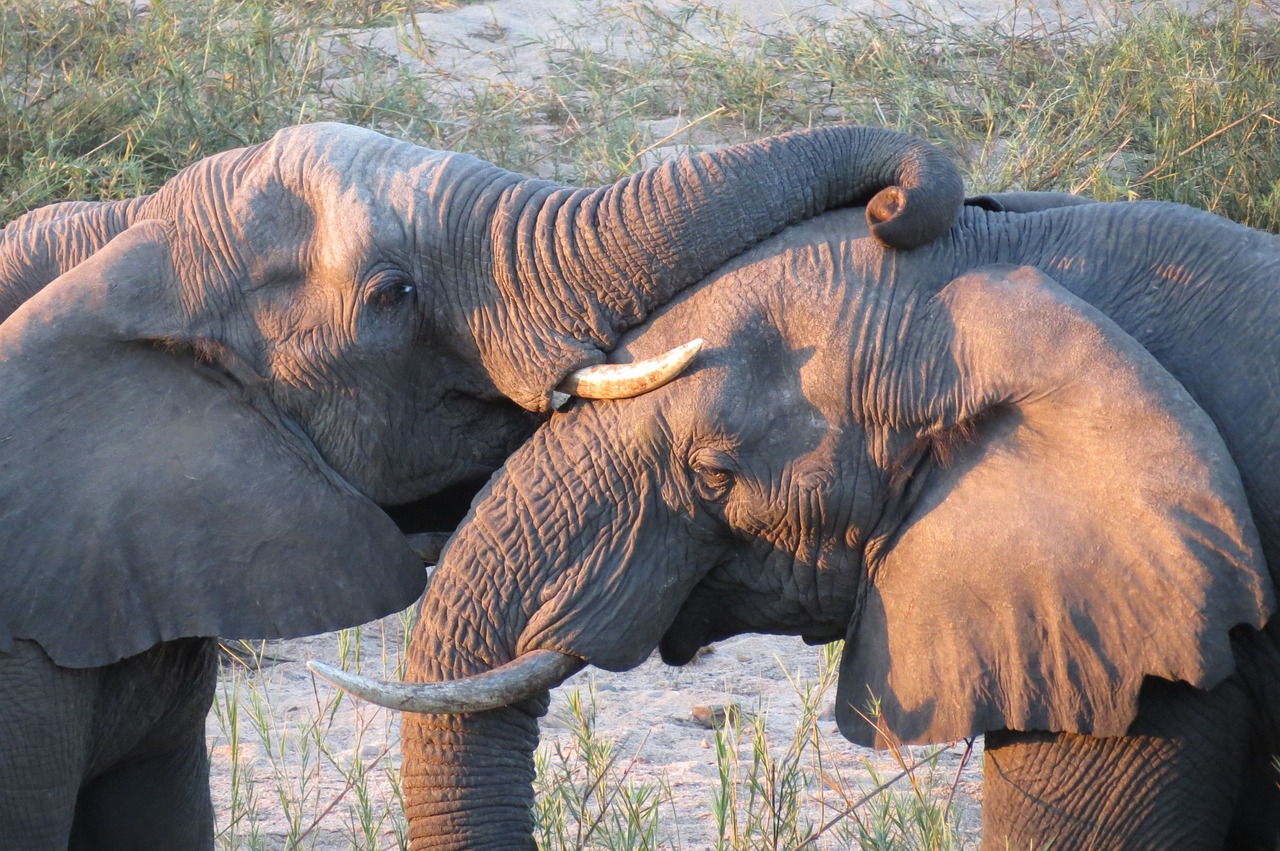 elephants frolic sunset free photo