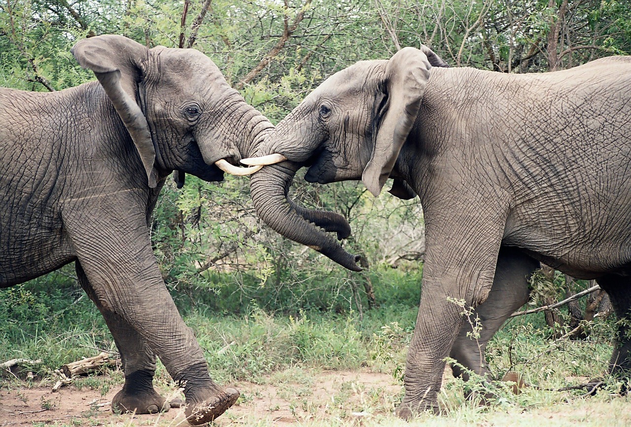 elephants elephants fighting african free photo