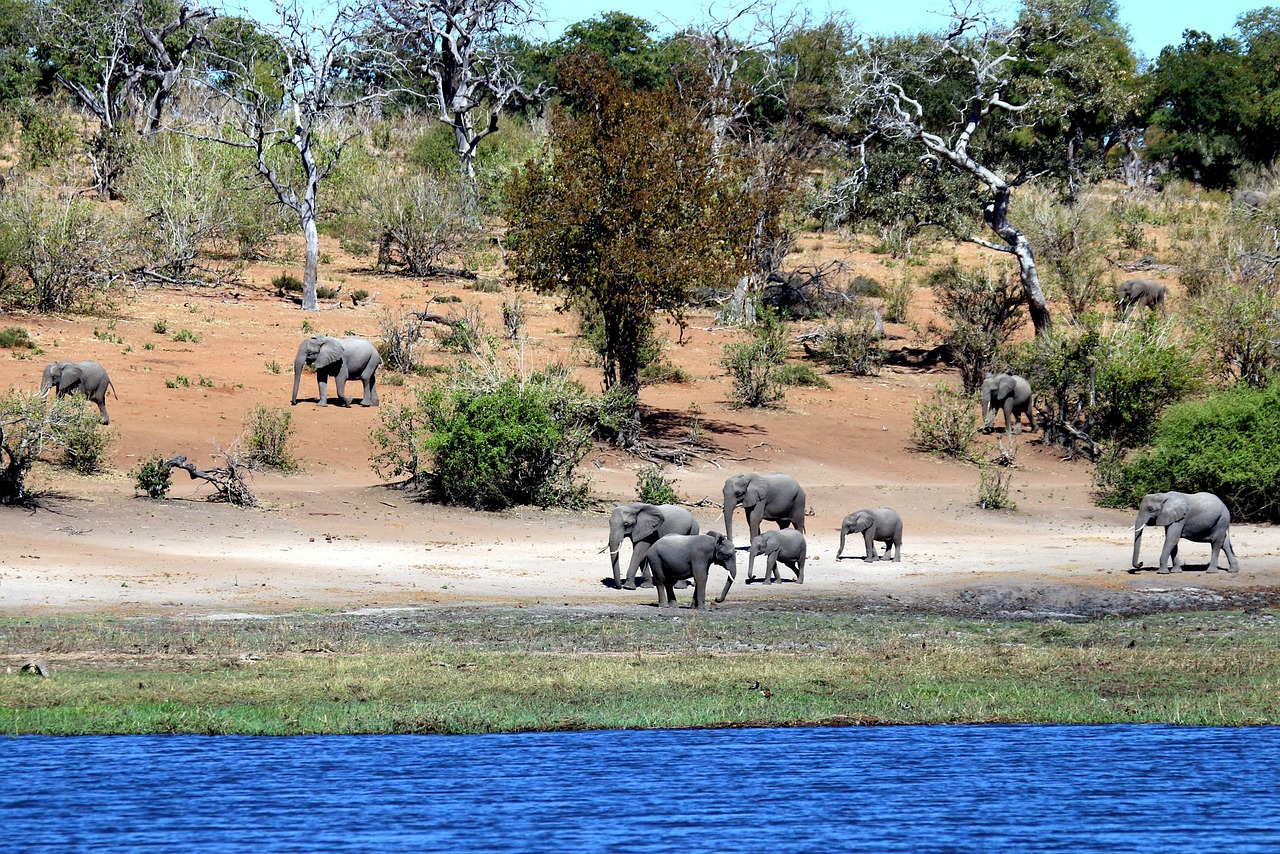 elephants botswana chobe free photo