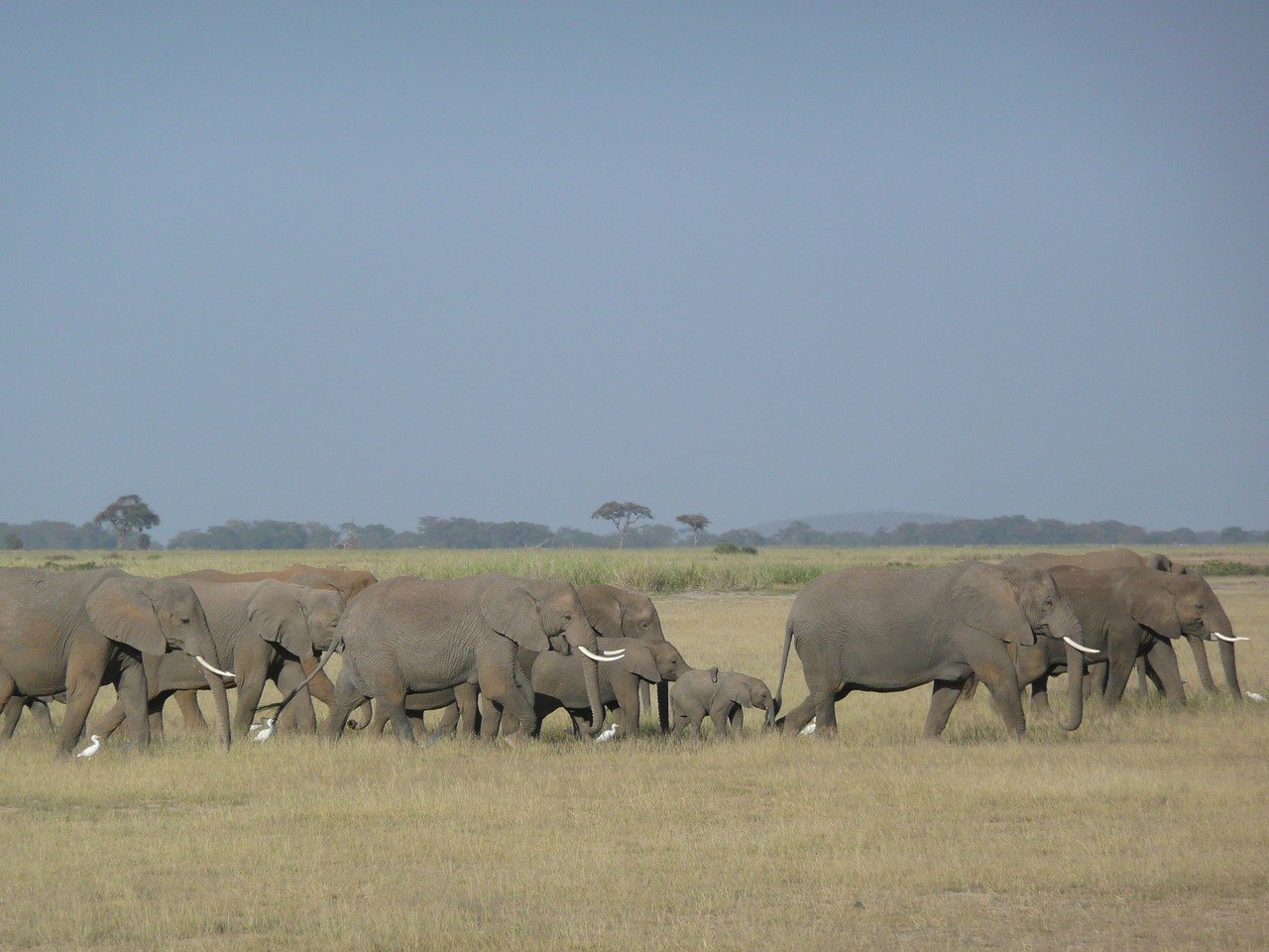 elephants family savannah free photo