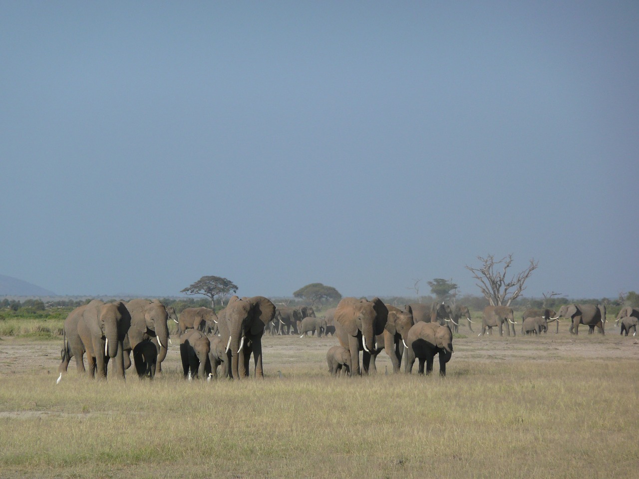 elephants family wildlife free photo