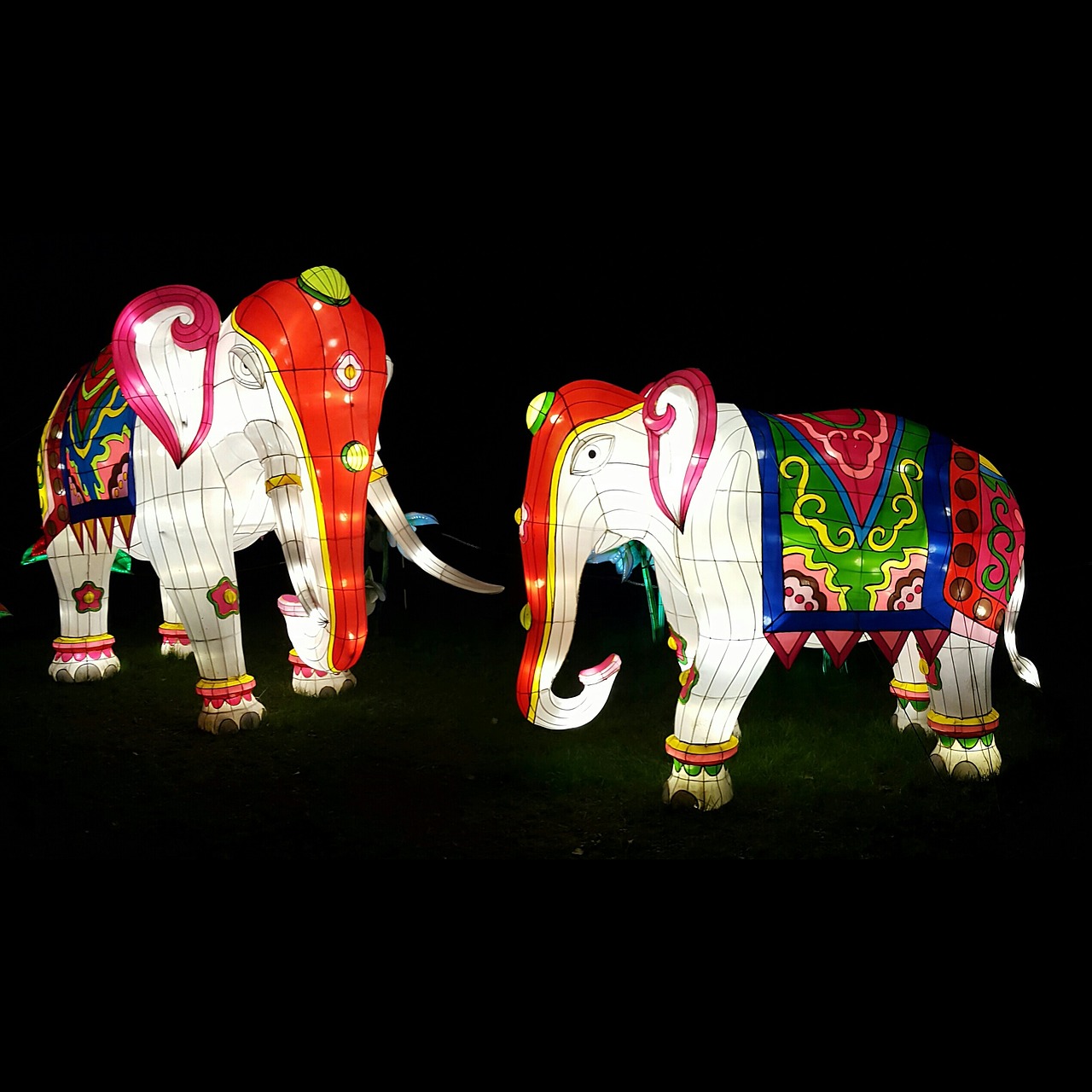 elephants lanterns indian free photo