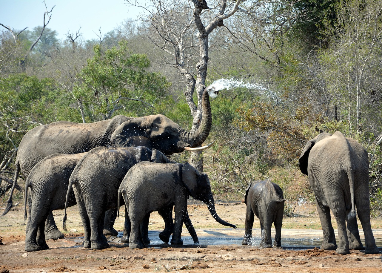 elephants playing in mud kruger park free photo