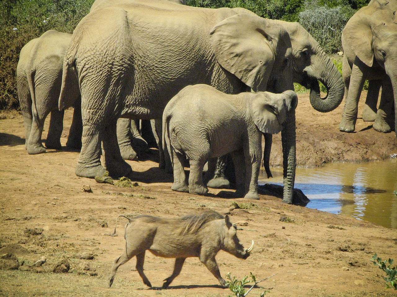 elephants wild boar wildlife free photo