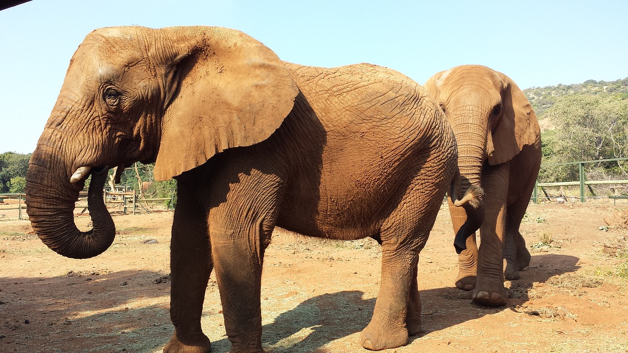 elephants africa safari free photo