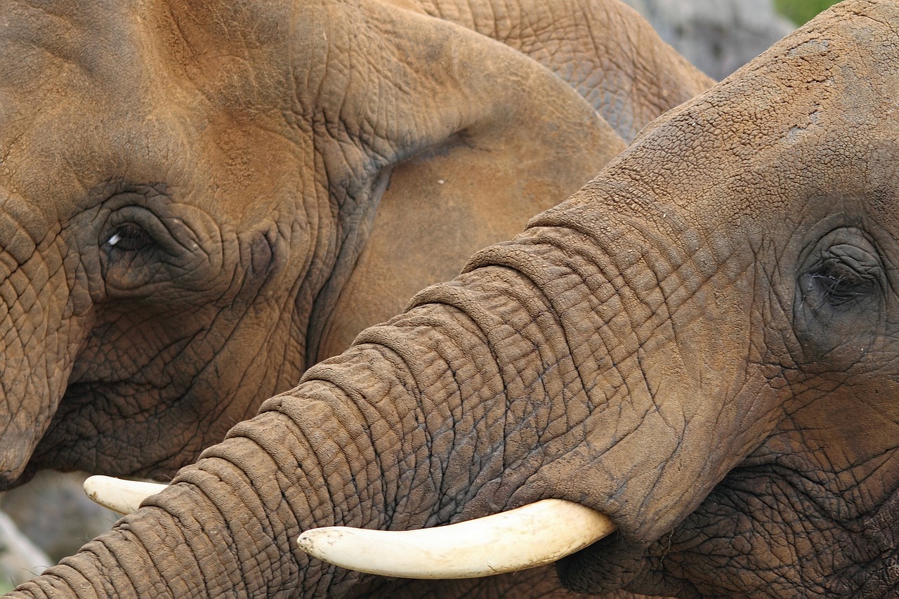 elephants trunks big free photo