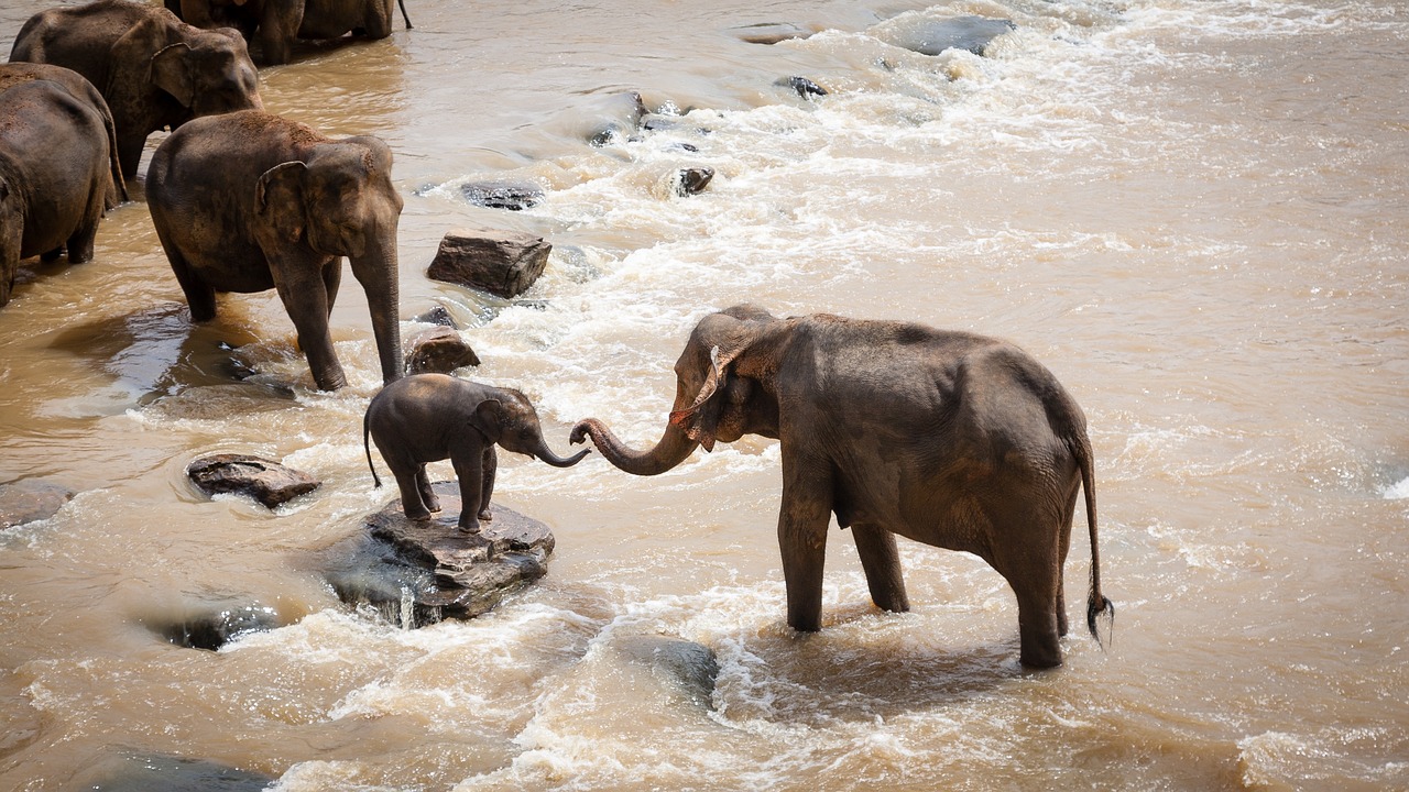 elephants family group river free photo