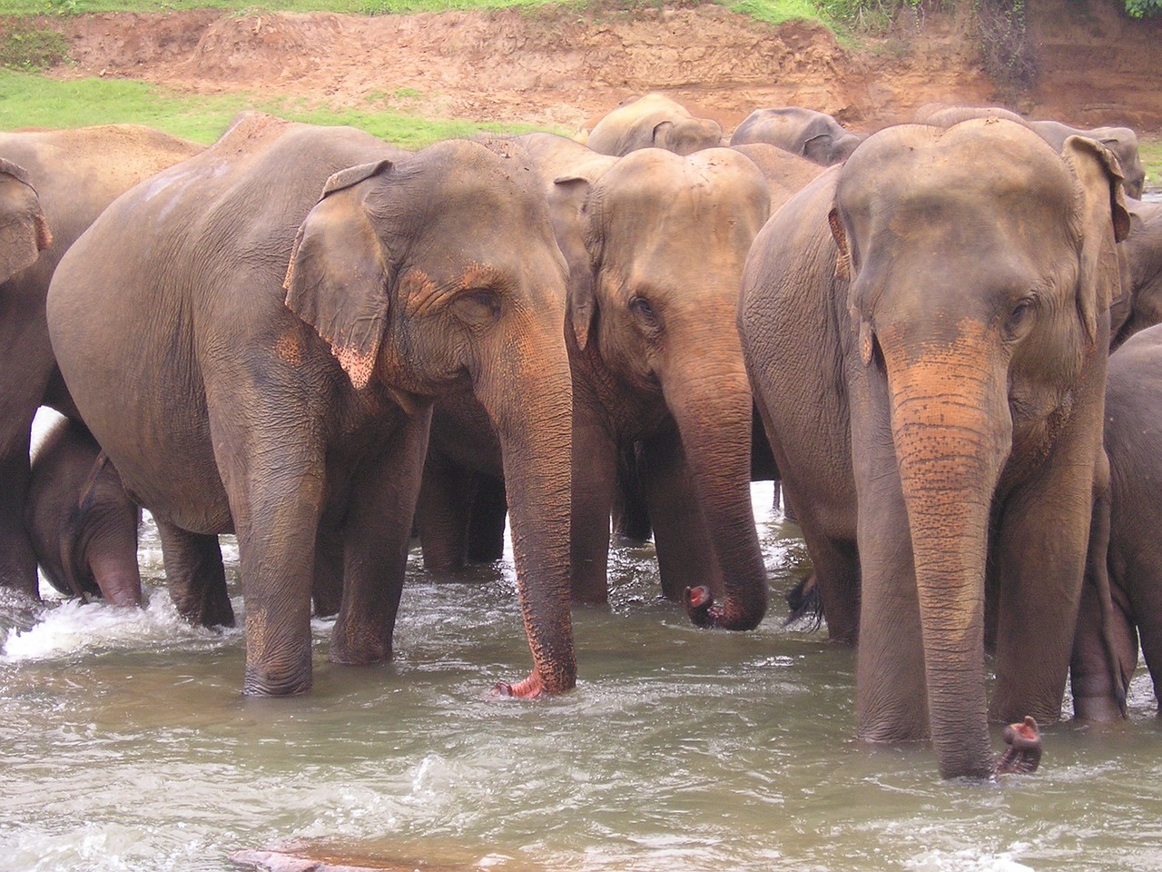 elephants sri lanka travel free photo