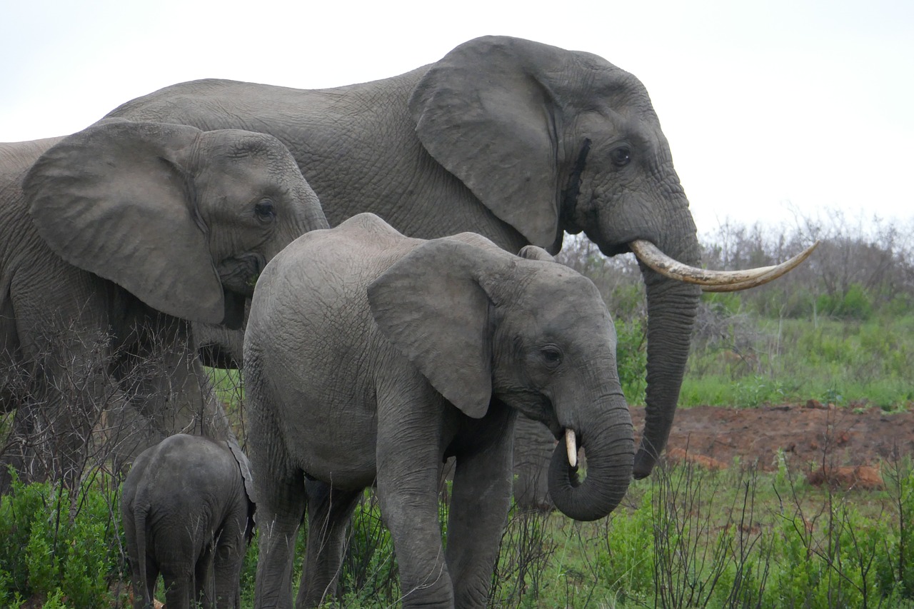 elephants family elephant free photo