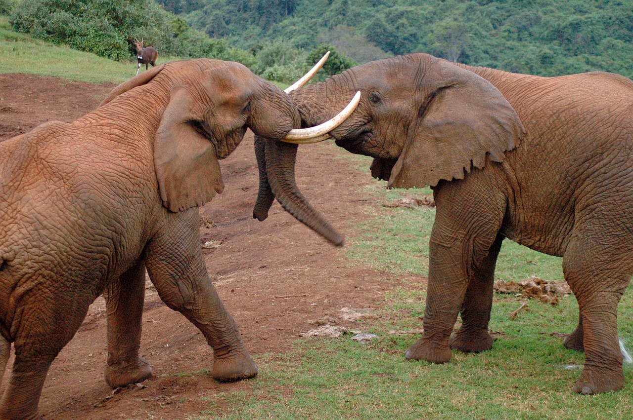 elephants africa aberdare park free photo