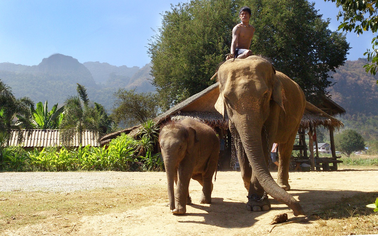 elephants thailand travel free photo