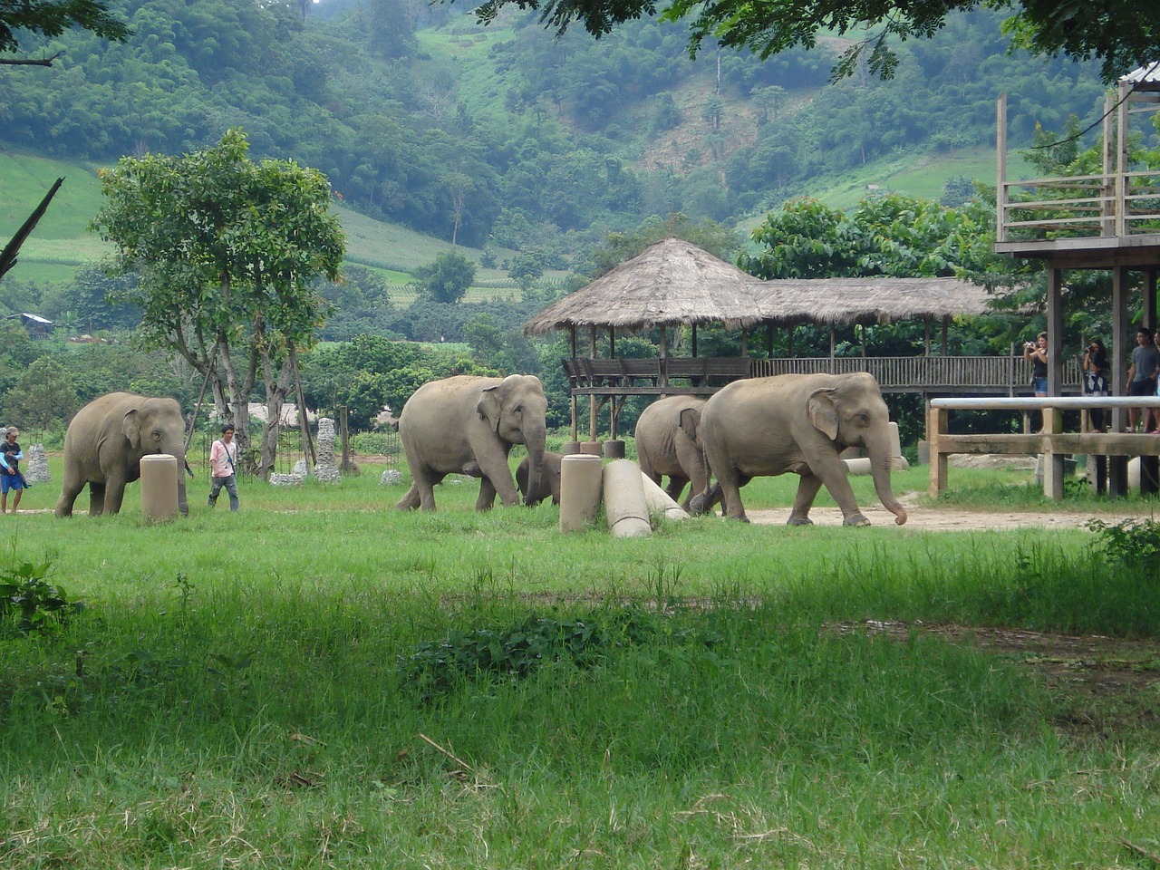 elephants thailand elephant nature park free photo