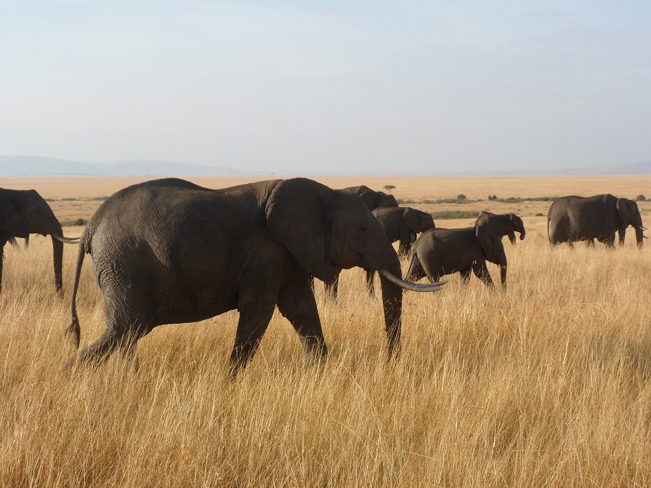 elephants africa wildlife free photo