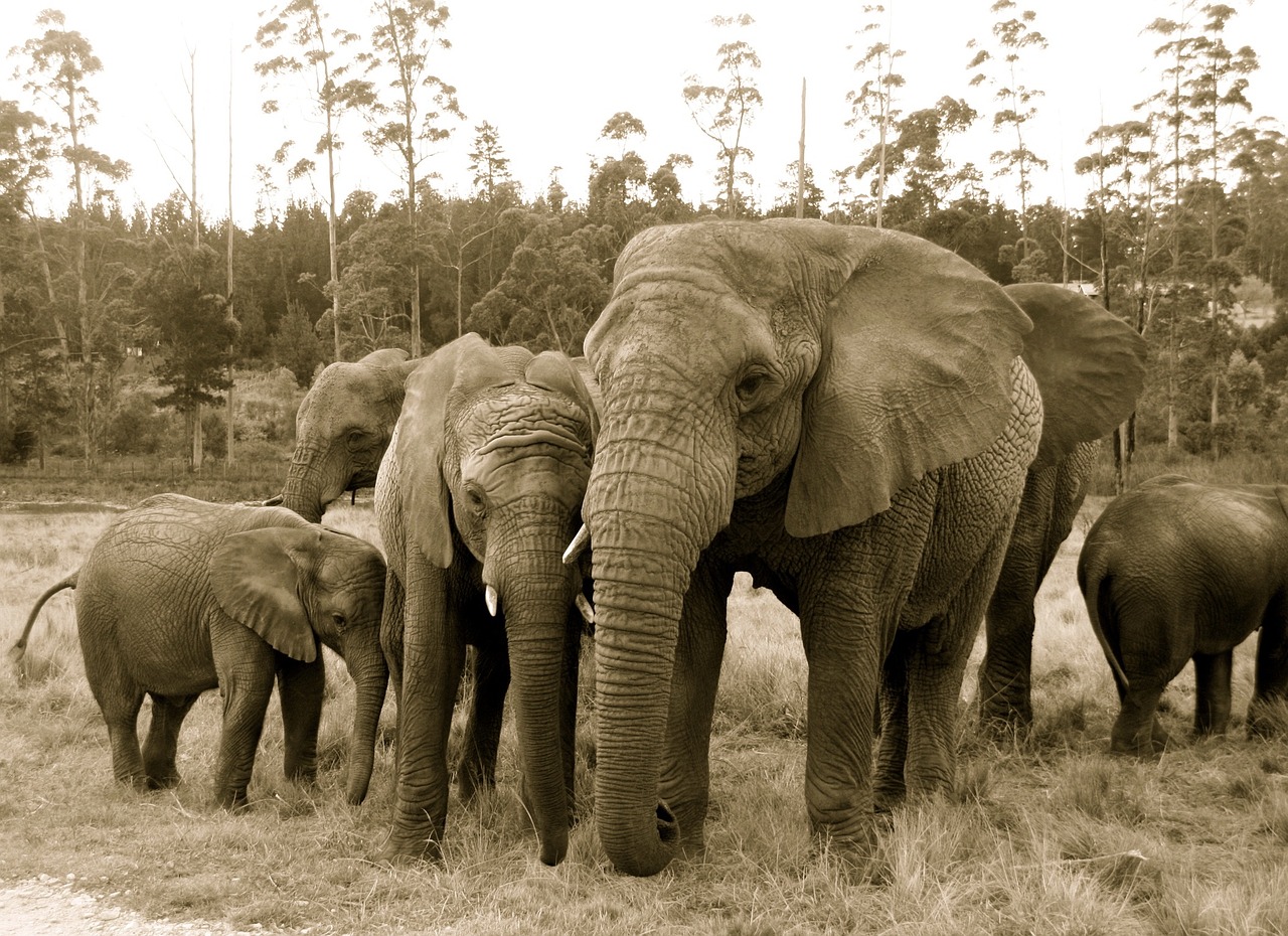 elephants africa orphans free photo