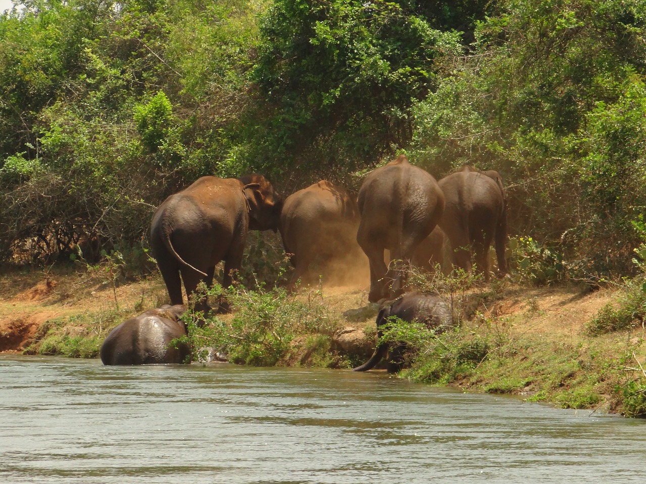 elephants bathing elephants herd free photo