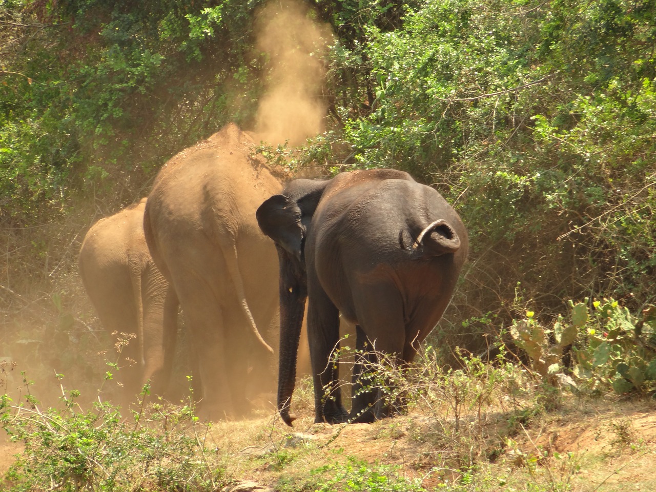 elephants mud bathing bank free photo