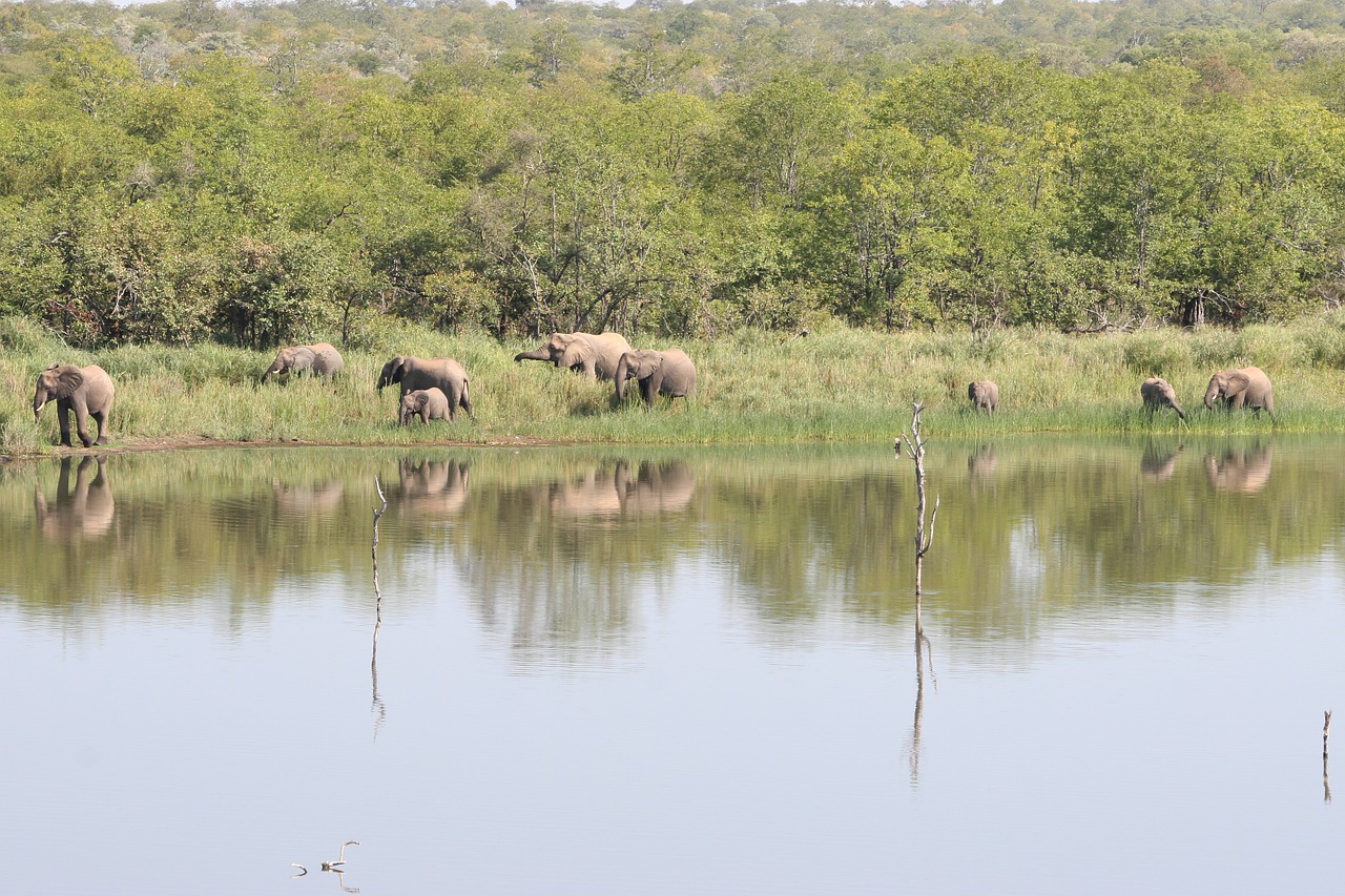 elephants south africa safari free photo