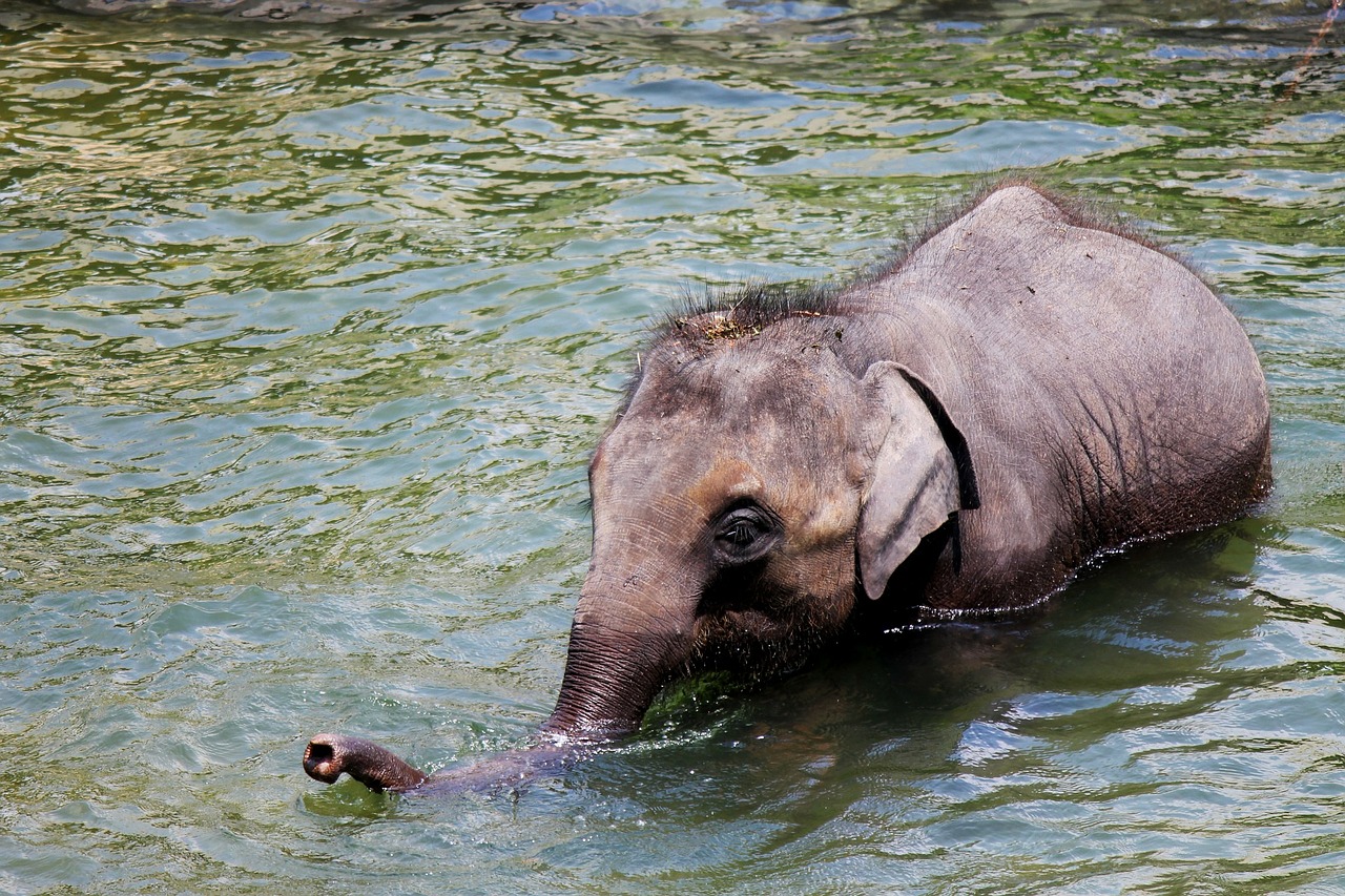 elephants baby animals free photo