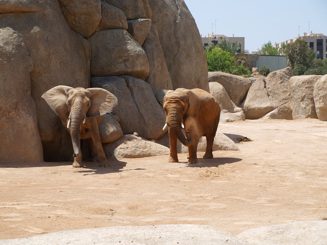 elephants elephant valencia bioparc free photo