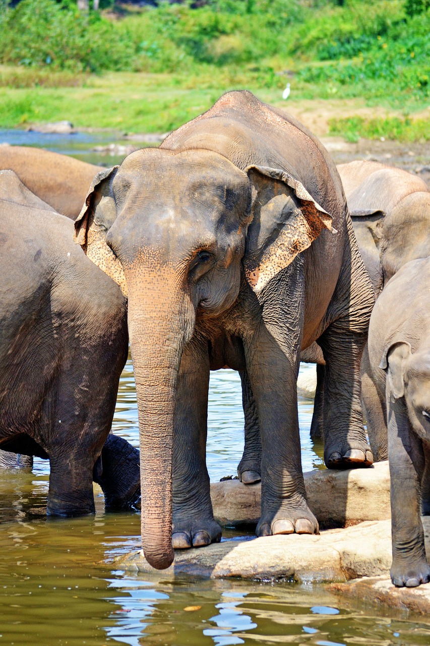elephants bath sun bath free photo