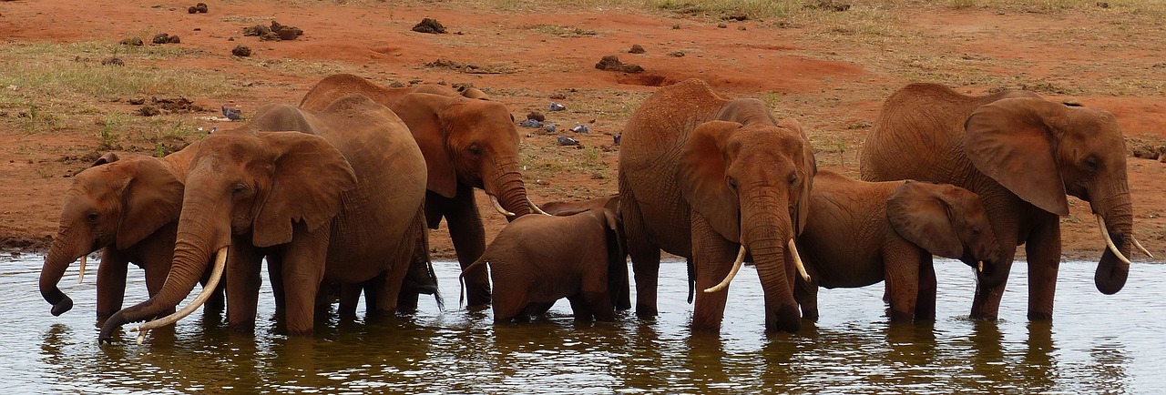 elephants wild water hole free photo