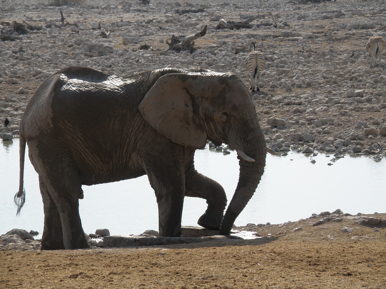elephants namibia park free photo