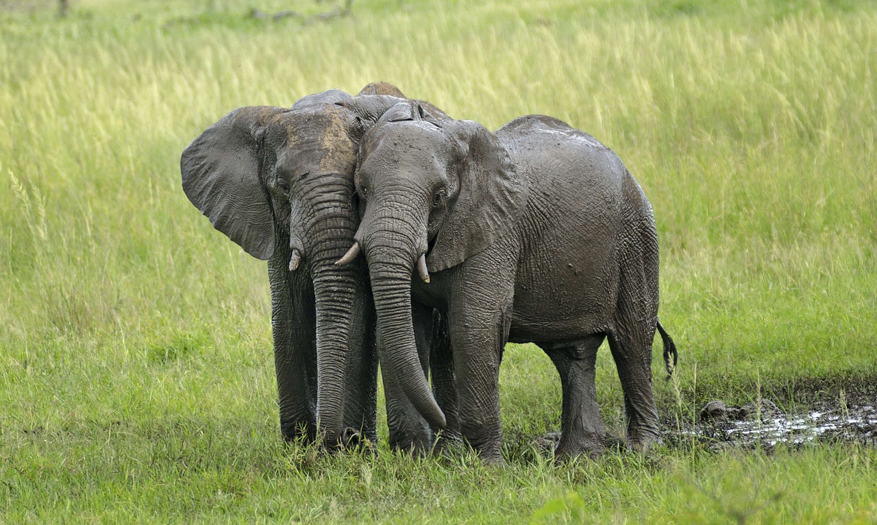 elephants mud ivory free photo