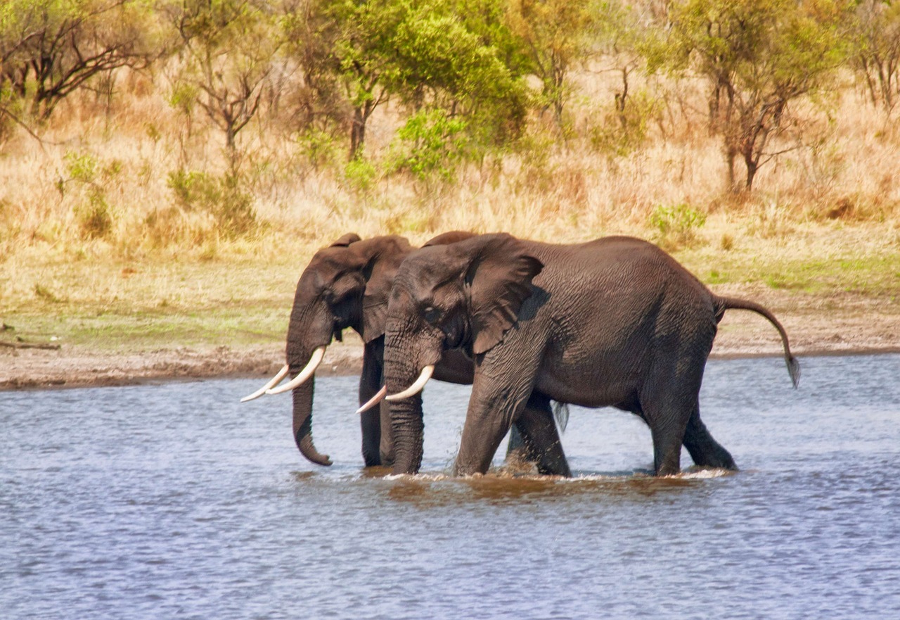 elephants riverbed wading free photo
