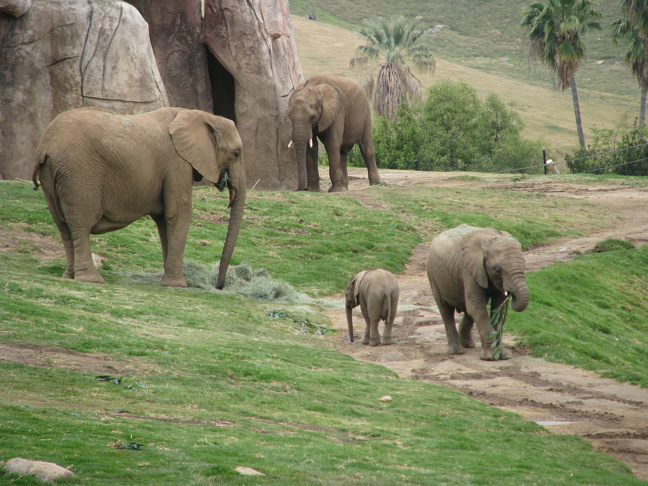 elephants baby elephant zoo free photo