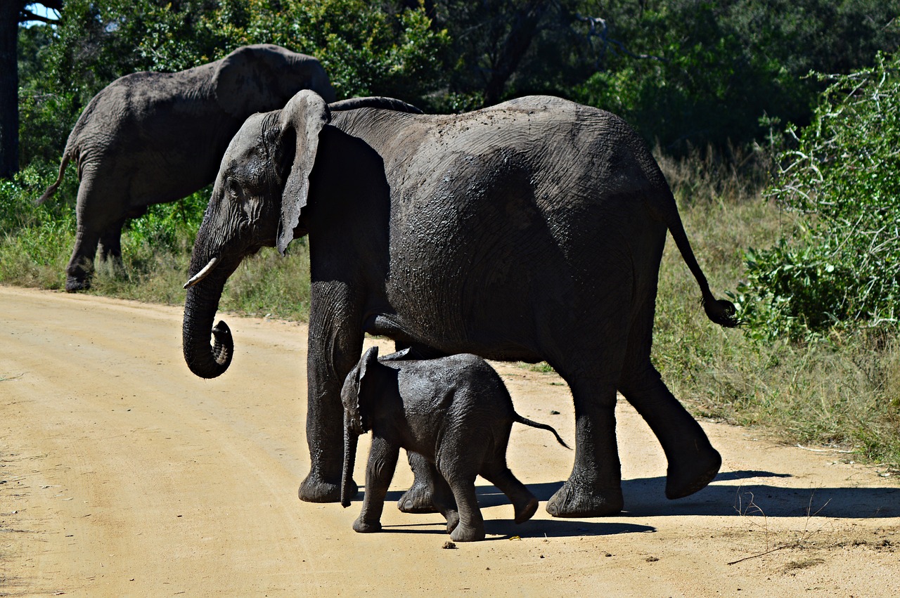 elephants young wildlife free photo