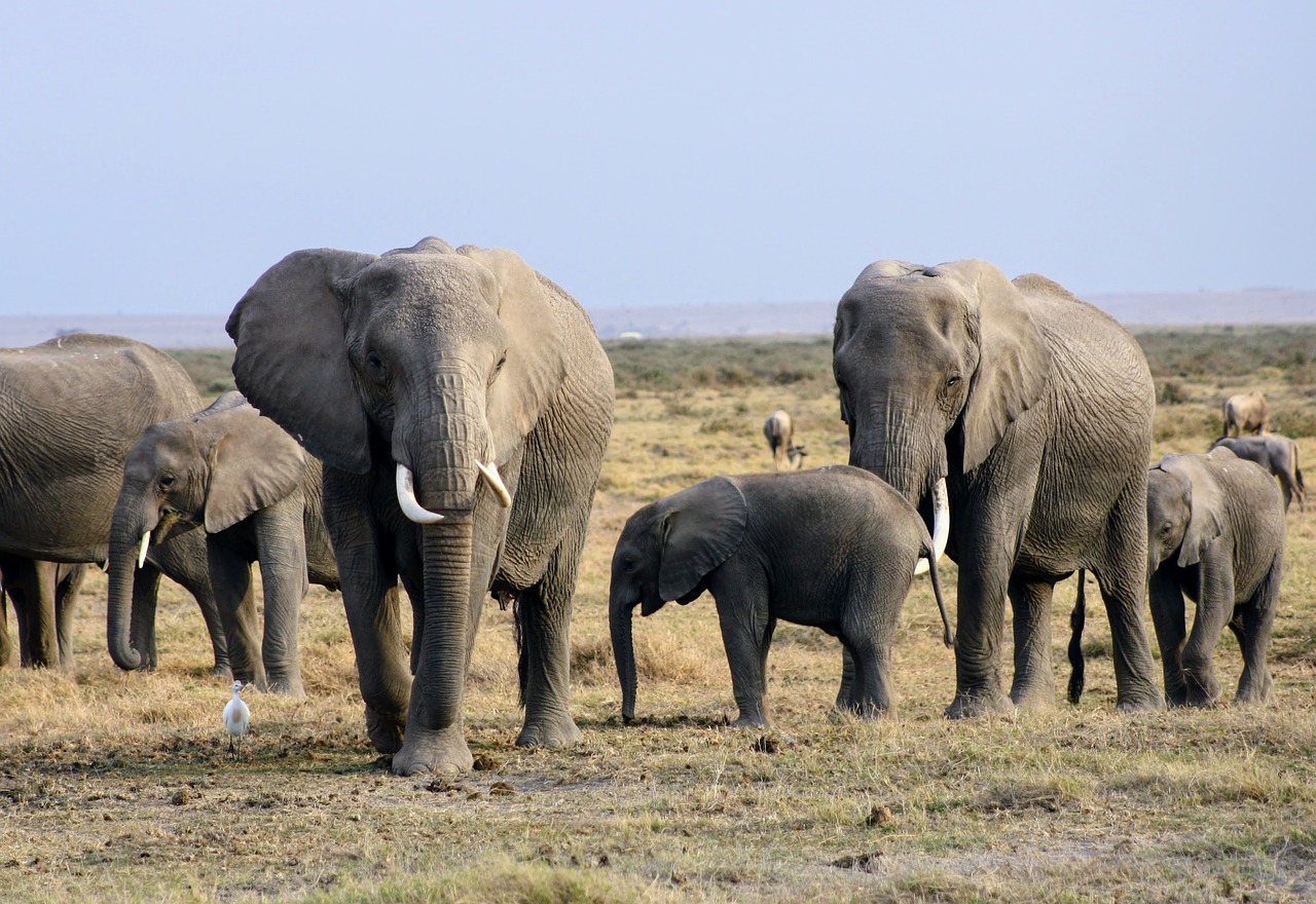elephants africa kenya free photo