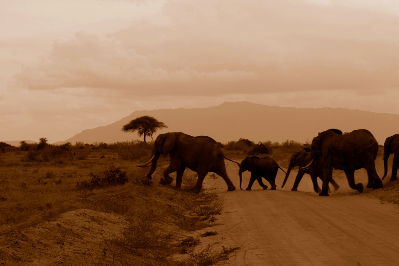 elephants crossing road free photo