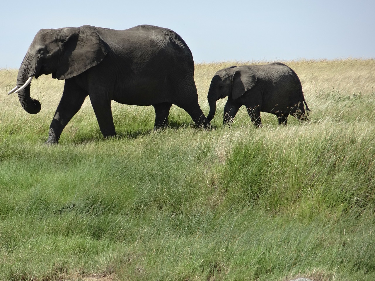 elephants family baby free photo