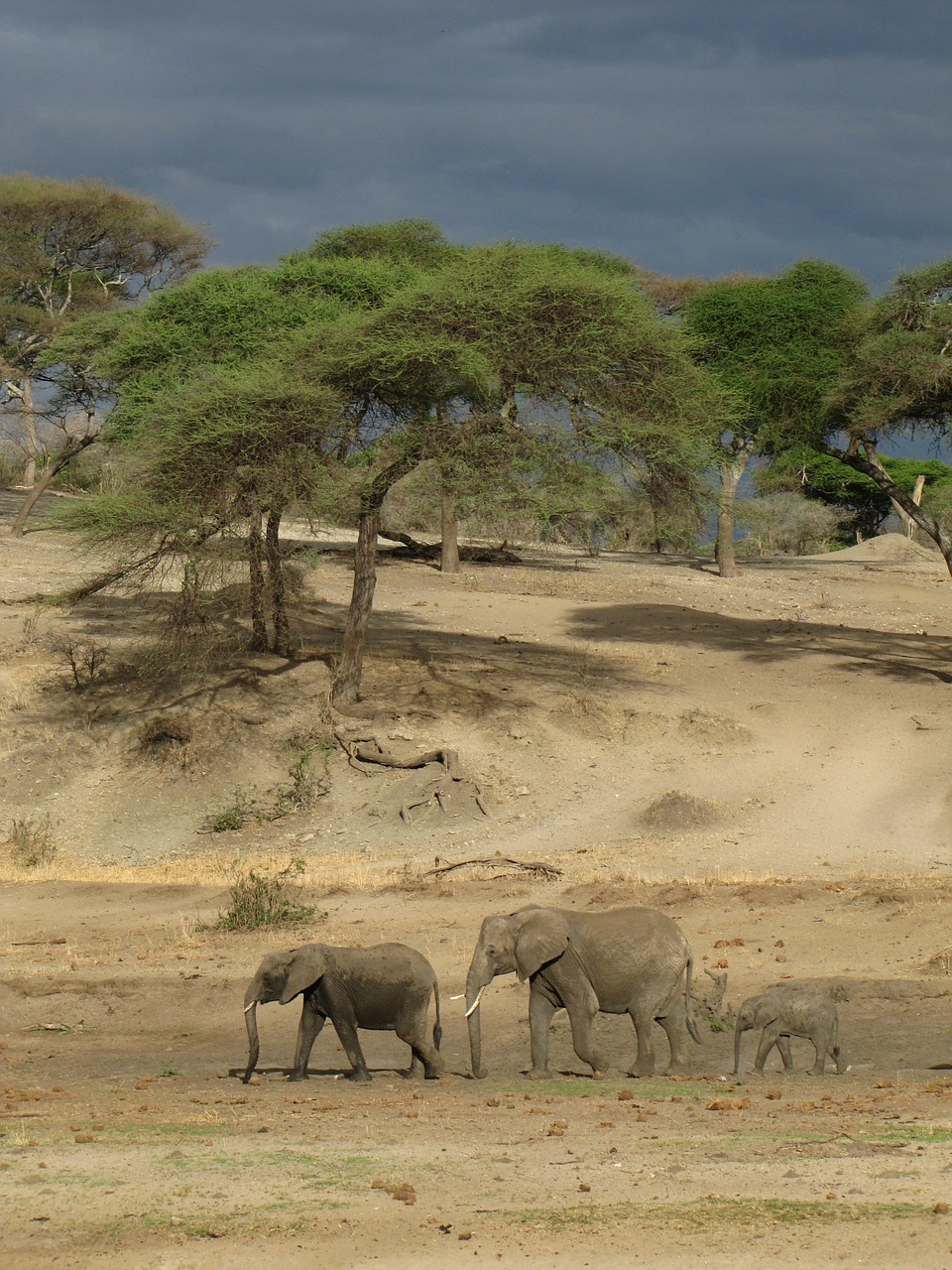 elephants tanzania nature free photo