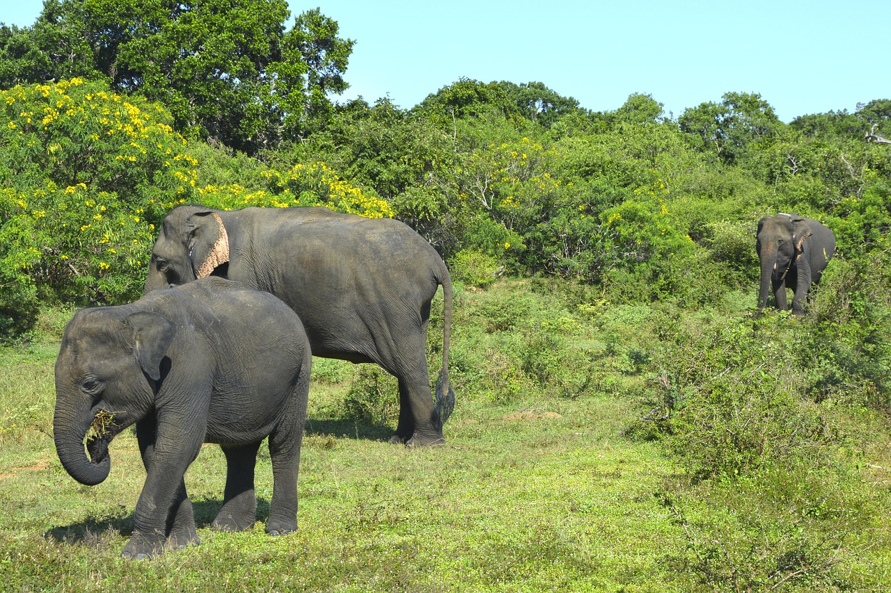 elephants  animals  nature free photo