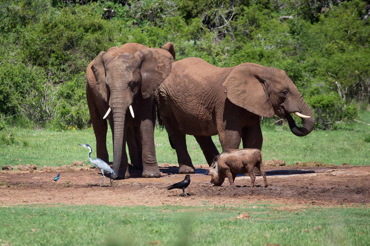 elephants africa safari free photo