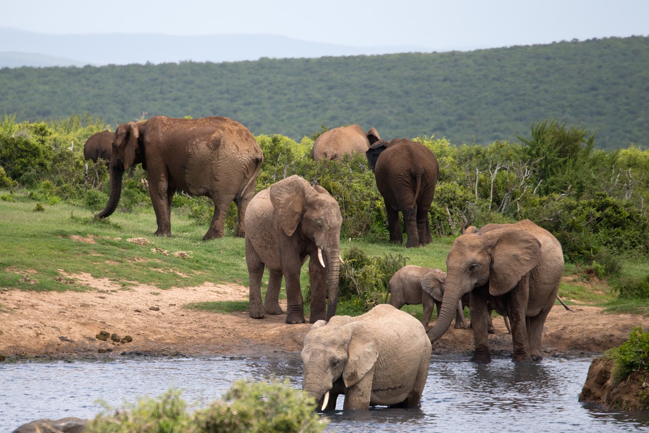 elephants bathing wildlife free photo