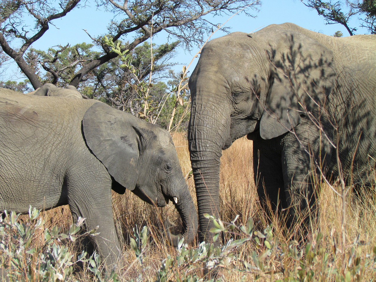 elephants baby africa free photo