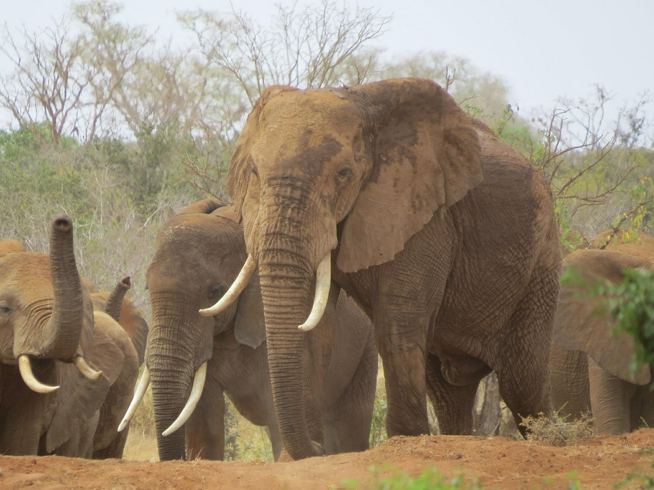 elephants kenya africa free photo